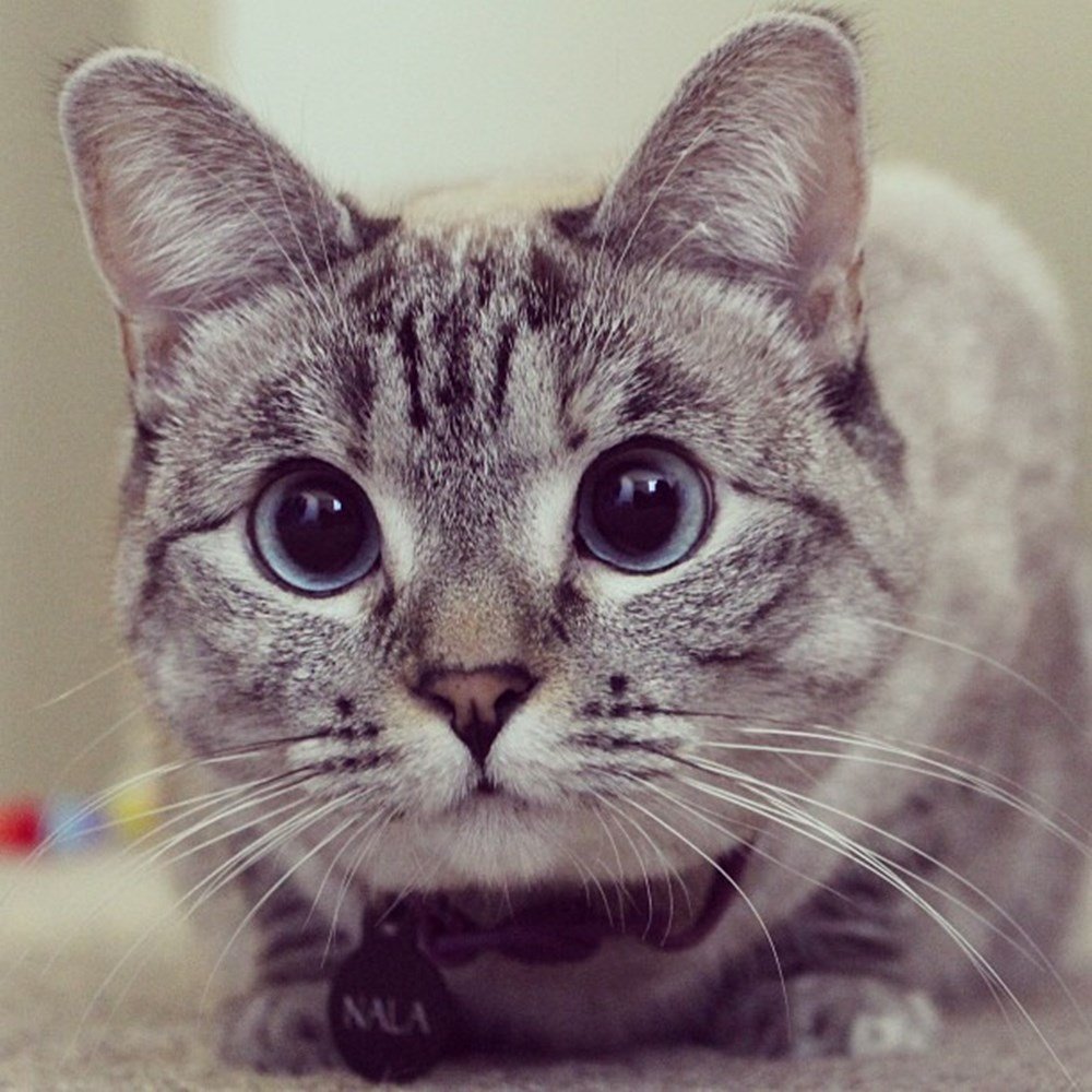 Прикольные аватарки котов